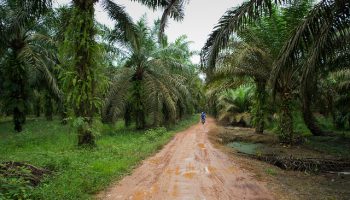 Case study: Mapping global palm (oil) plantations